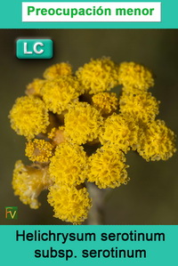 Helichrysum serotinum serotinum