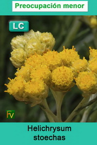 Helichrysum stoechas