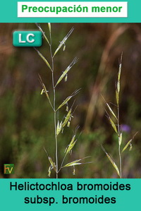 Helictochloa bromoides bromoides