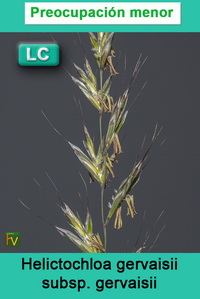Helictochloa gervaisii gervaisii