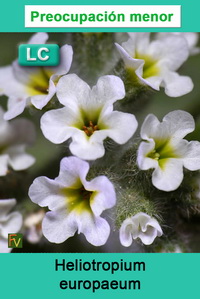Heliotropium europaeum