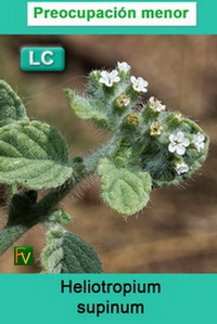 Heliotropium supinum