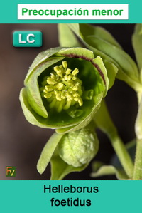 Helleborus foetidus