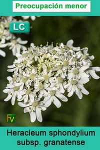 Heracleum sphondylium granatense