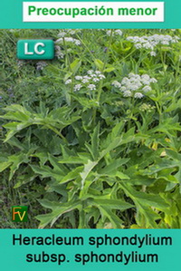 Heracleum sphondylium sphondylium