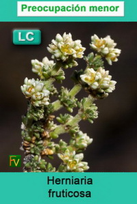Herniaria fruticosa