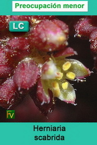 Herniaria scabrida