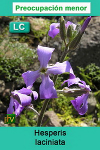 Hesperis laciniata