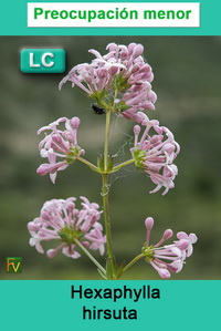 Hexaphylla hirsuta