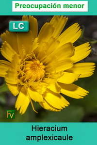 Hieracium amplexicaule