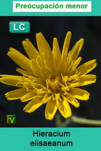 Hieracium elisaeanum