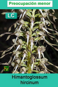 Himantoglossum hircinum