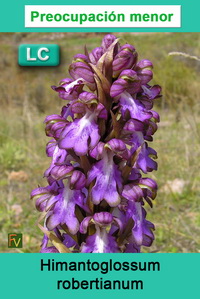 Himantoglossum robertianum