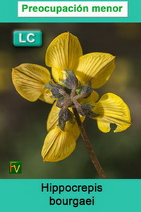 Hippocrepis bourgaei