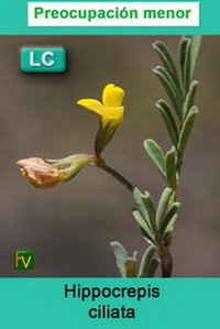 Hippocrepis ciliata