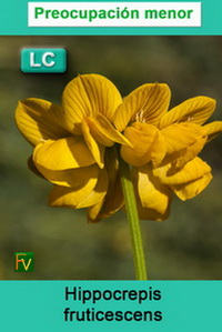 Hippocrepis fruticescens