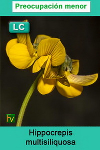 Hippocrepis multisiliquosa