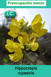 Hippocrepis rupestris