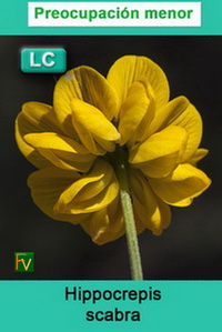 Hippocrepis scabra