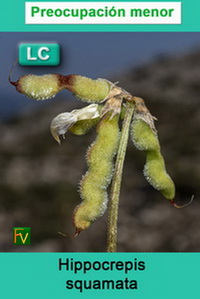 Hippocrepis squamata