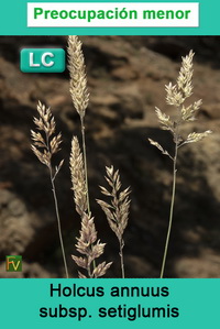 Holcus annuus setiglumis