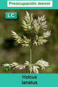 Holcus lanatus