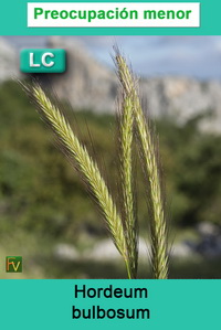 Hordeum bulbosum