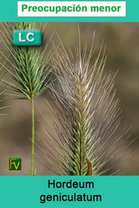 Hordeum geniculatum