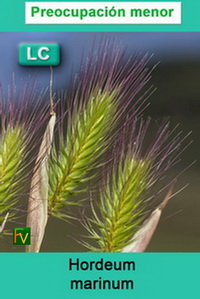 Hordeum marinum