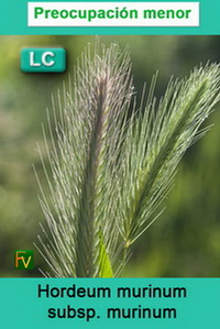 Hordeum murinum murinum