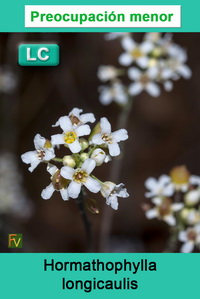 Hormathophylla longicaulis