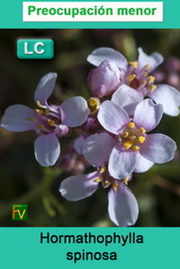 Hormathophylla spinosa