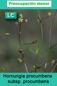 Hornungia procumbens procumbens