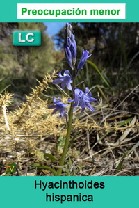 Hyacinthoides hispanica