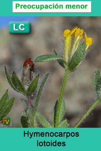 Hymenocarpos lotoides
