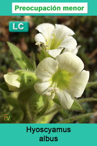 Hyoscyamus albus