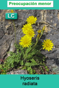 Hyoseris radiata