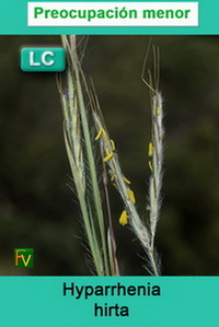 Hyparrhenia hirta