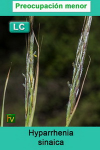 Hyparrhenia sinaica
