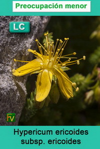 Hypericum ericoides ericoides