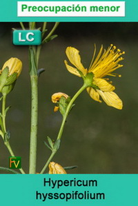 Hypericum hyssopifolium