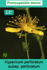 Hypericum perforatum perforatum