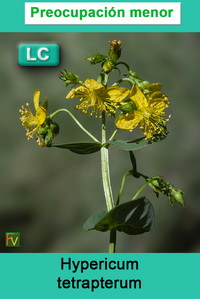 Hypericum tetrapterum