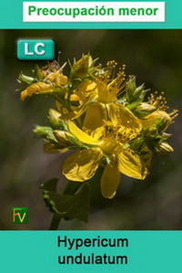 Hypericum undulatum