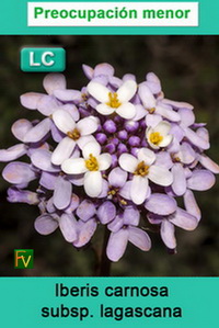 Iberis carnosa lagascana