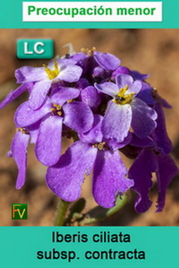Iberis ciliata contracta