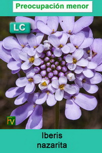 Iberis nazarita