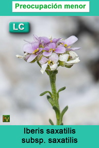 Iberis saxatilis saxatilis