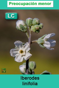 Iberodes linifolia