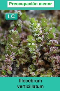 Illecebrum verticillatum